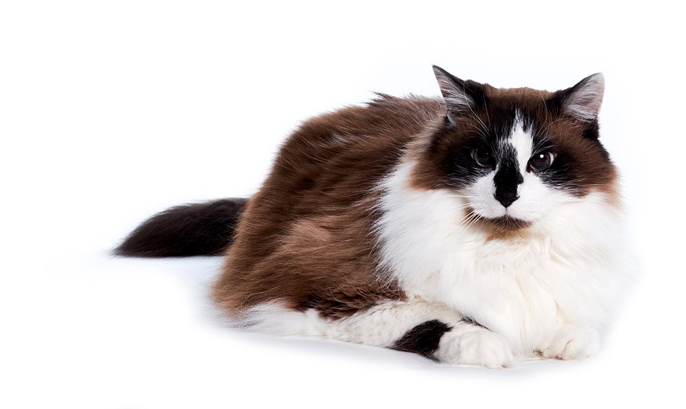 Ragamuffin cat breed laying down against a white background